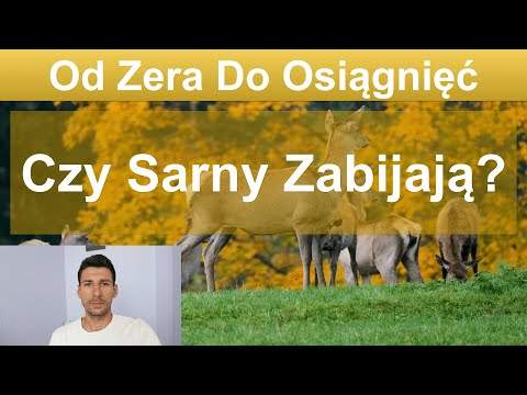 film-czy-sarny-zabijaj-2023-06-14-od-zera-do-osi-gni-karol-bocian